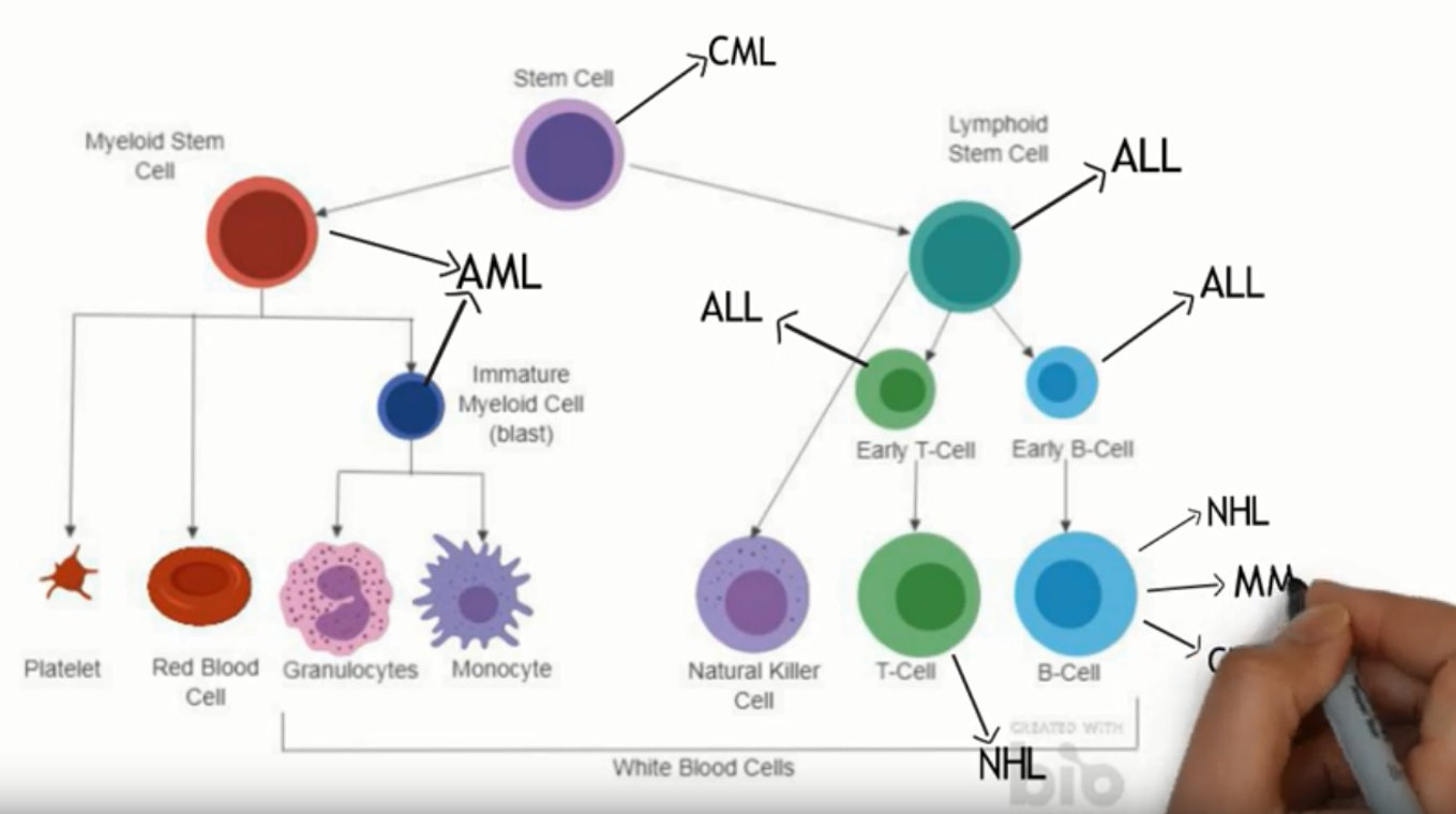 where the different types of blood cancers arise